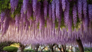 無数の藤の花 / あしかがフラワーパーク / 大藤棚 / 栃木県のパソコン用の壁紙