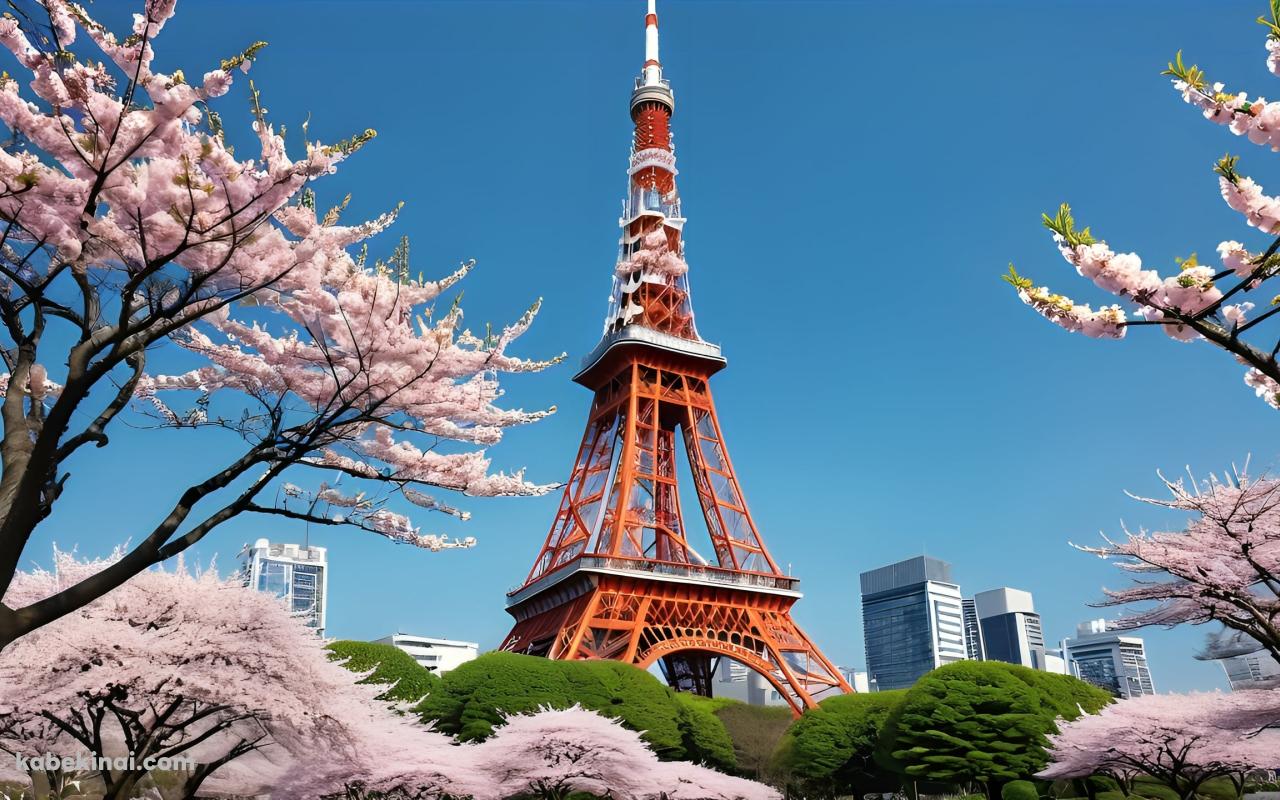 東京タワーと満開の桜 / 日本の壁紙(1280px x 800px) 高画質 パソコン用