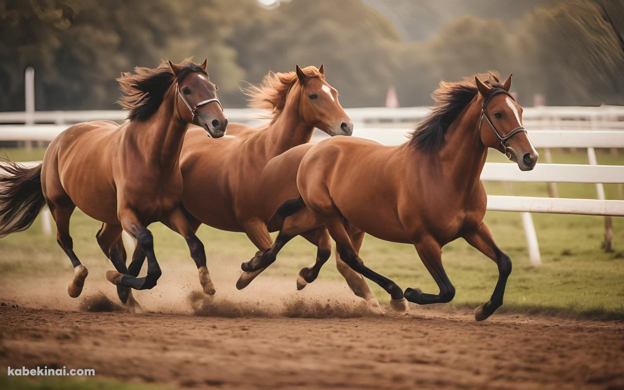 競馬場を走る3匹の馬 / 綺麗の壁紙(1280px x 800px) 高画質 パソコン用