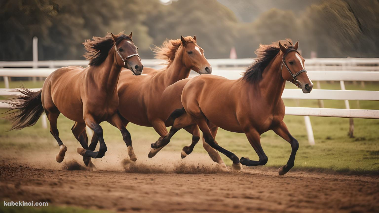 競馬場を走る3匹の馬 / 綺麗の壁紙(1536px x 864px) 高画質 パソコン用