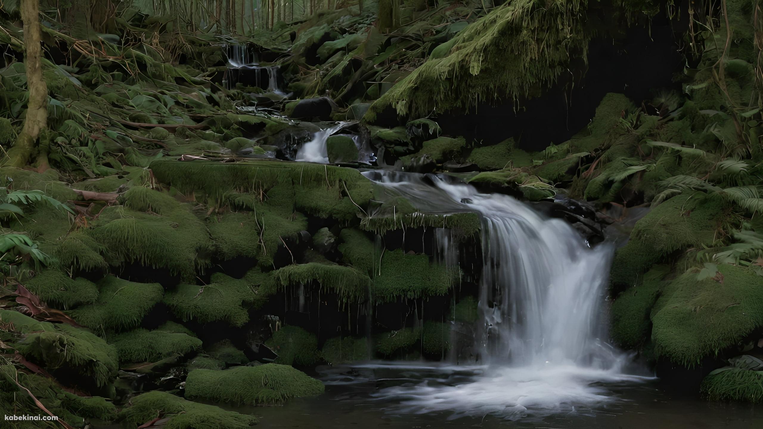 森の中の渓流の壁紙(2560px x 1440px) 高画質 パソコン用