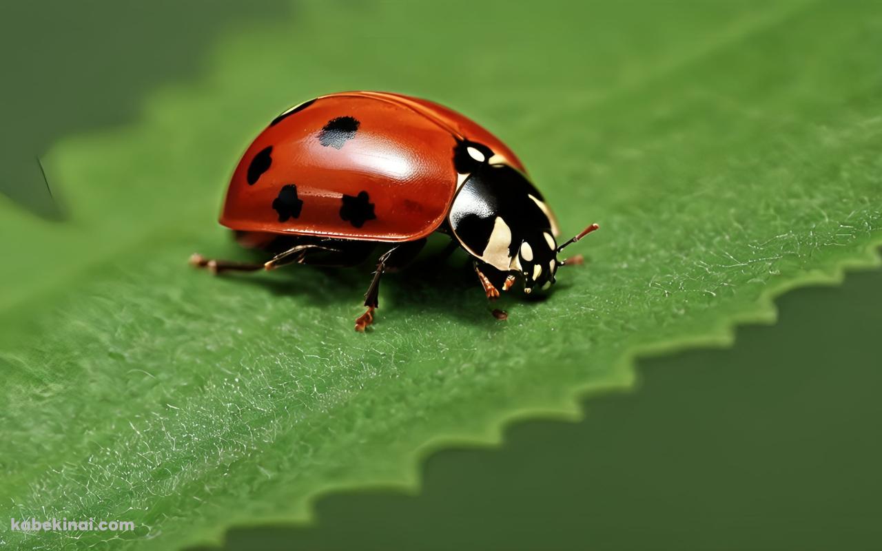 ギザギザの葉にとまる赤いてんとう虫の壁紙(1280px x 800px) 高画質 パソコン用