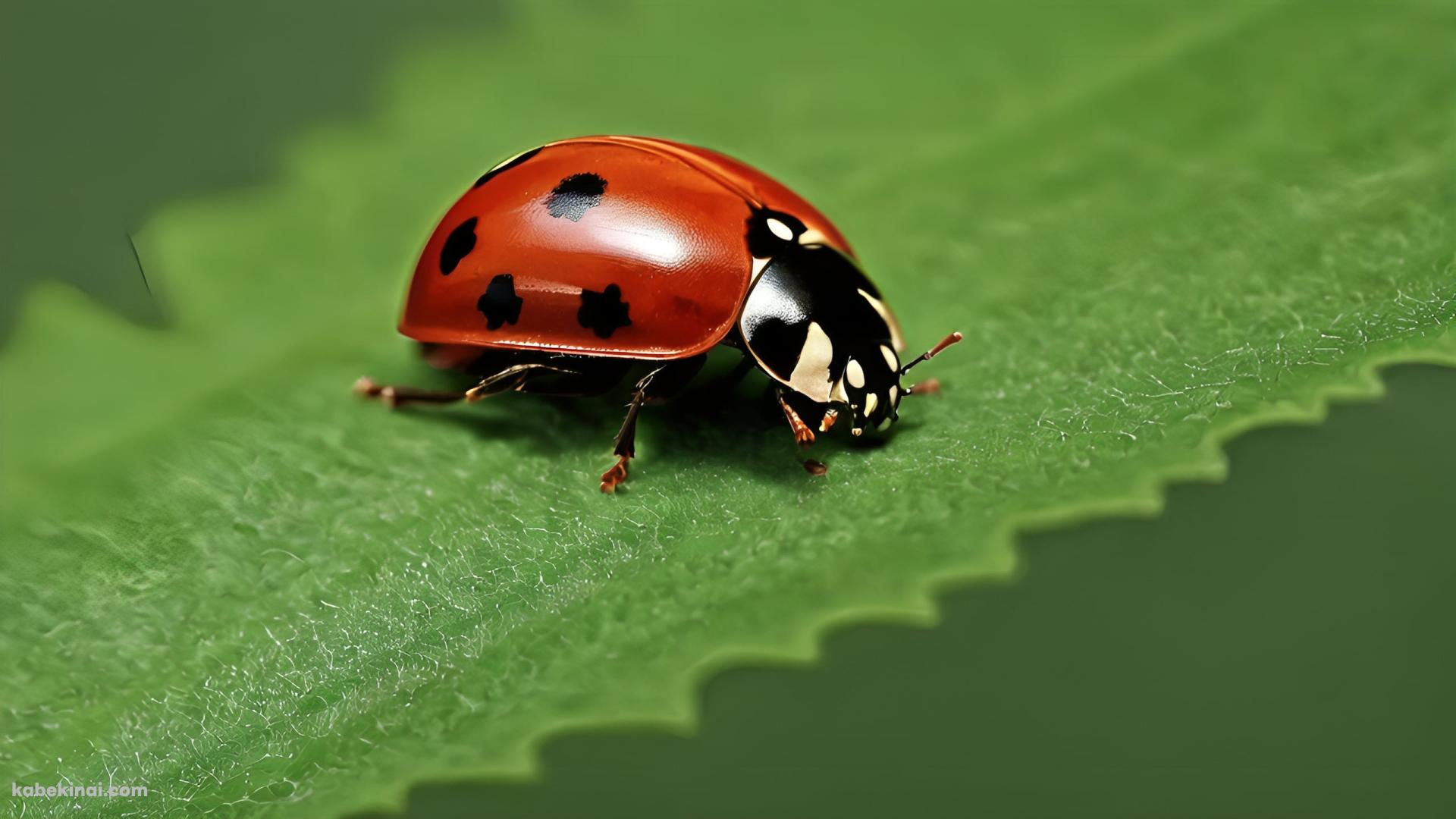 ギザギザの葉にとまる赤いてんとう虫の壁紙(1920px x 1080px) 高画質 パソコン用