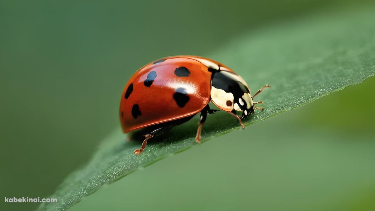 葉にとまる赤いてんとう虫のクローズアップの壁紙(1280px x 720px) 高画質 パソコン用