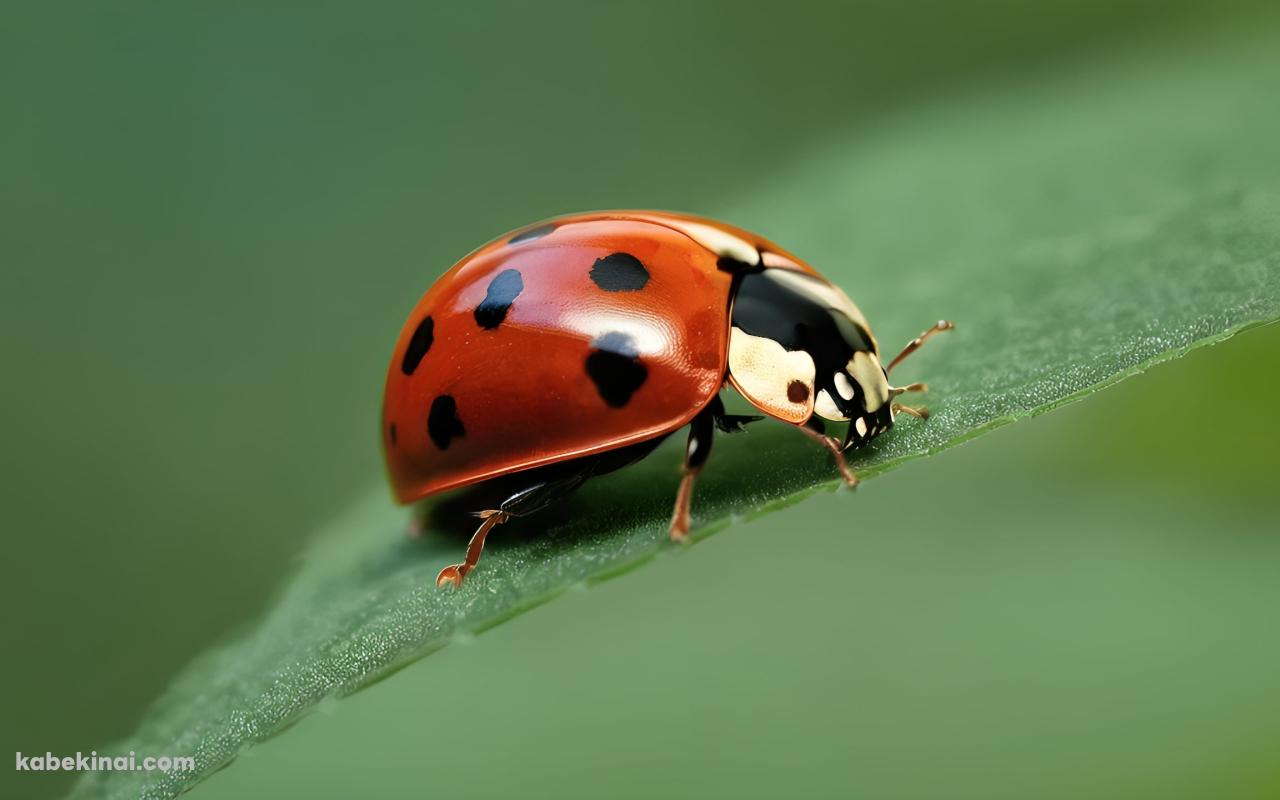 葉にとまる赤いてんとう虫のクローズアップの壁紙(1280px x 800px) 高画質 パソコン用