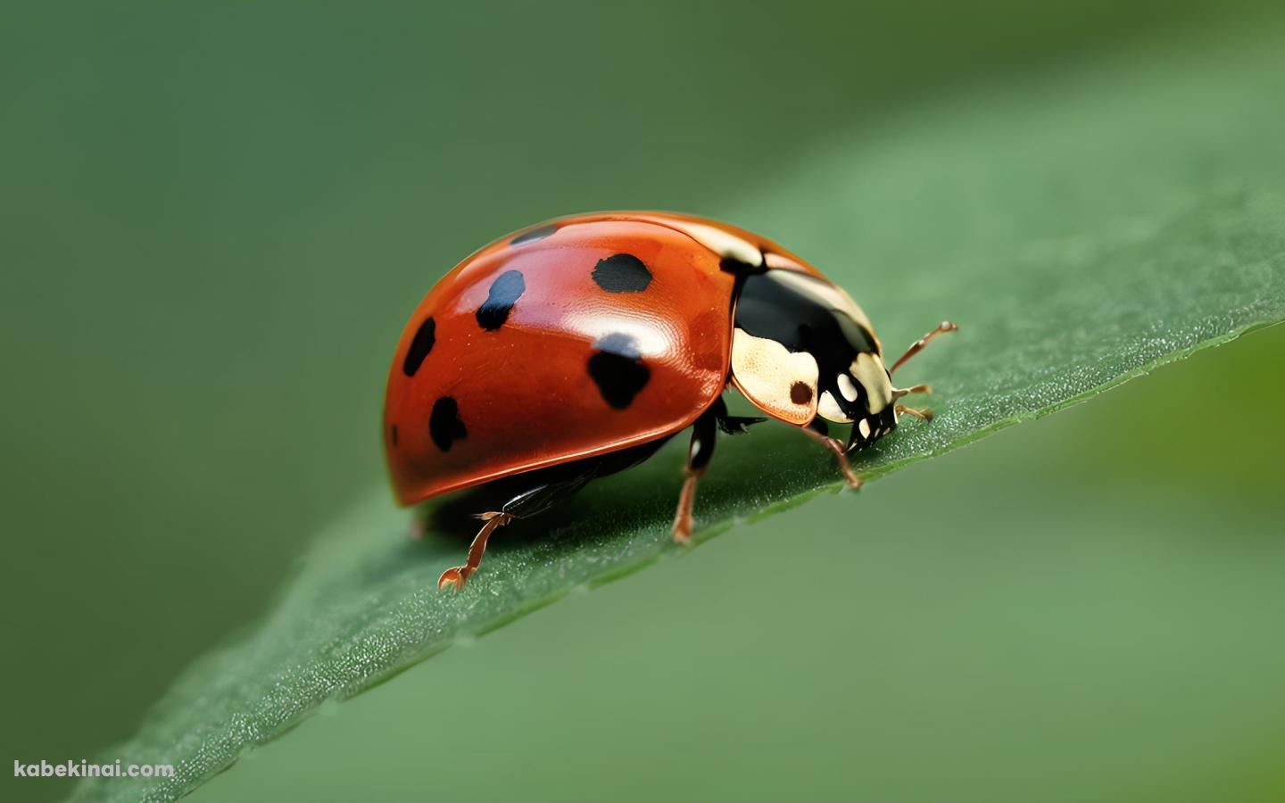 葉にとまる赤いてんとう虫のクローズアップの壁紙(1440px x 900px) 高画質 パソコン用