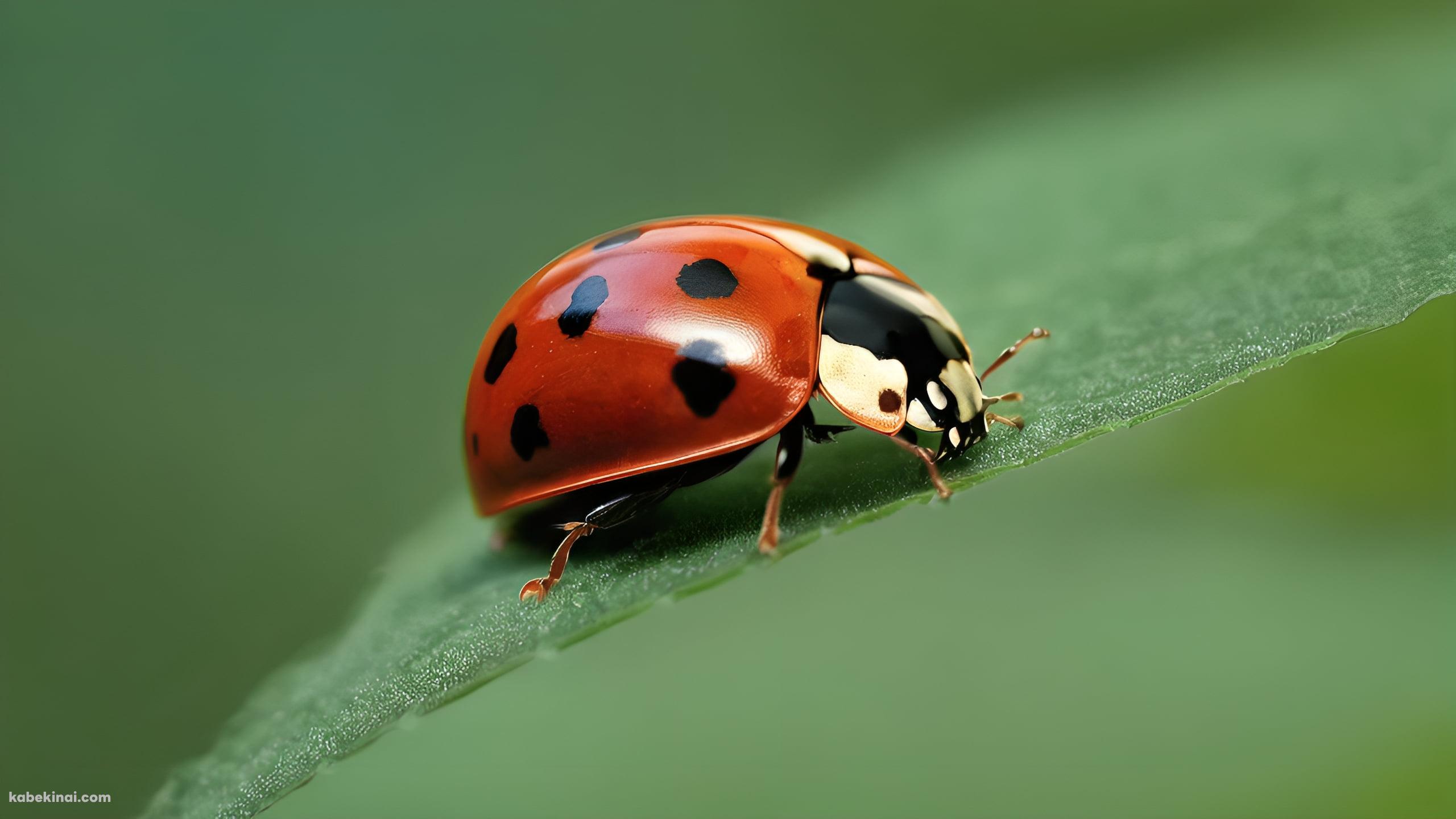 葉にとまる赤いてんとう虫のクローズアップの壁紙(2560px x 1440px) 高画質 パソコン用