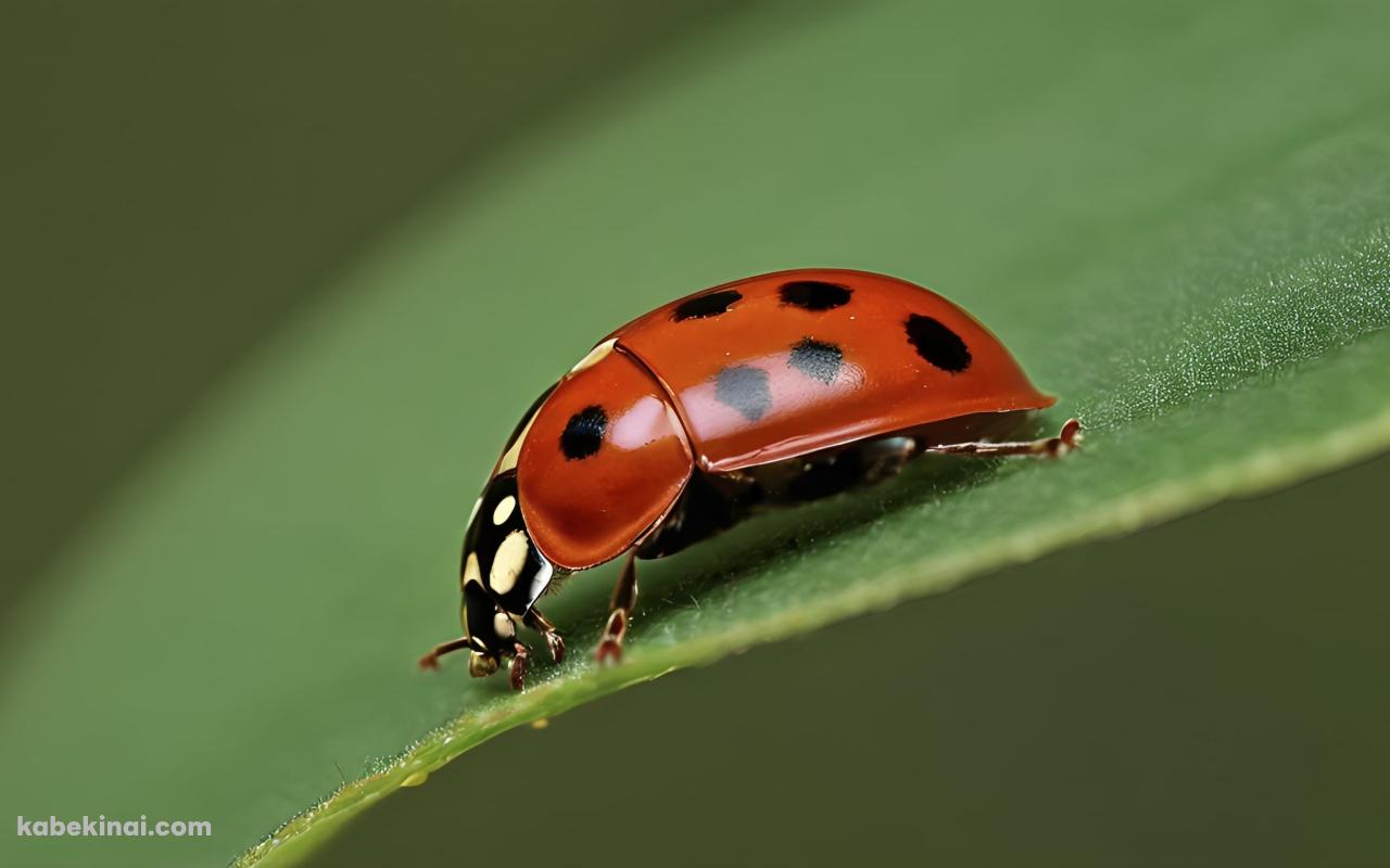 葉にとまる赤いてんとう虫の壁紙(1280px x 800px) 高画質 パソコン用