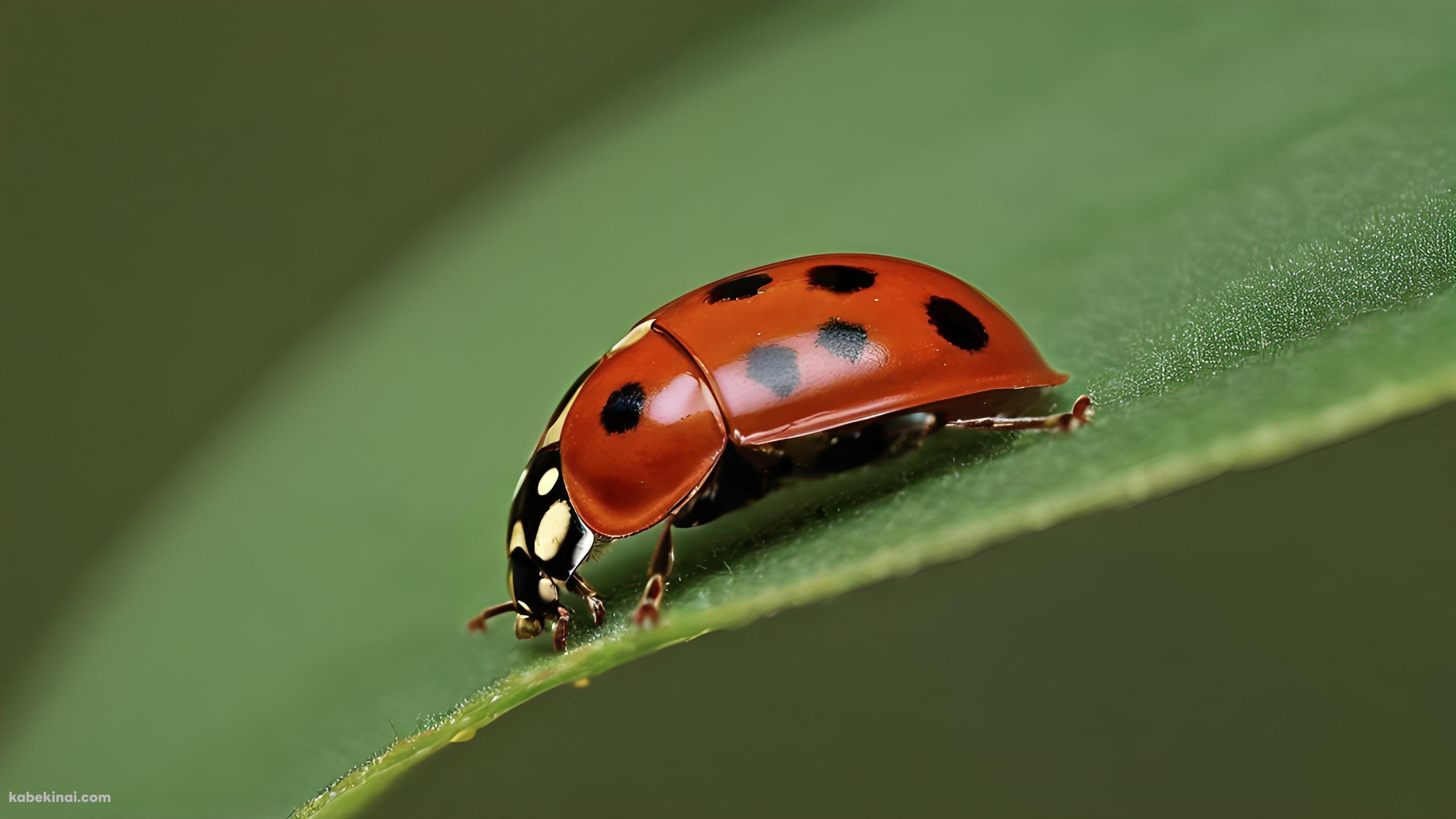 葉にとまる赤いてんとう虫の壁紙(2560px x 1440px) 高画質 パソコン用