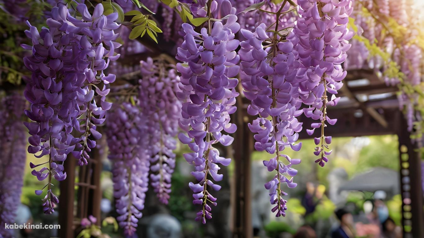 あしかがフラワーパーク / 栃木県 / 藤の花の壁紙(1366px x 768px) 高画質 パソコン用