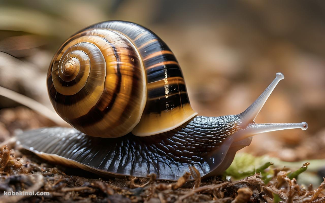 地面を這うカタツムリ / 接写の壁紙(1280px x 800px) 高画質 パソコン用