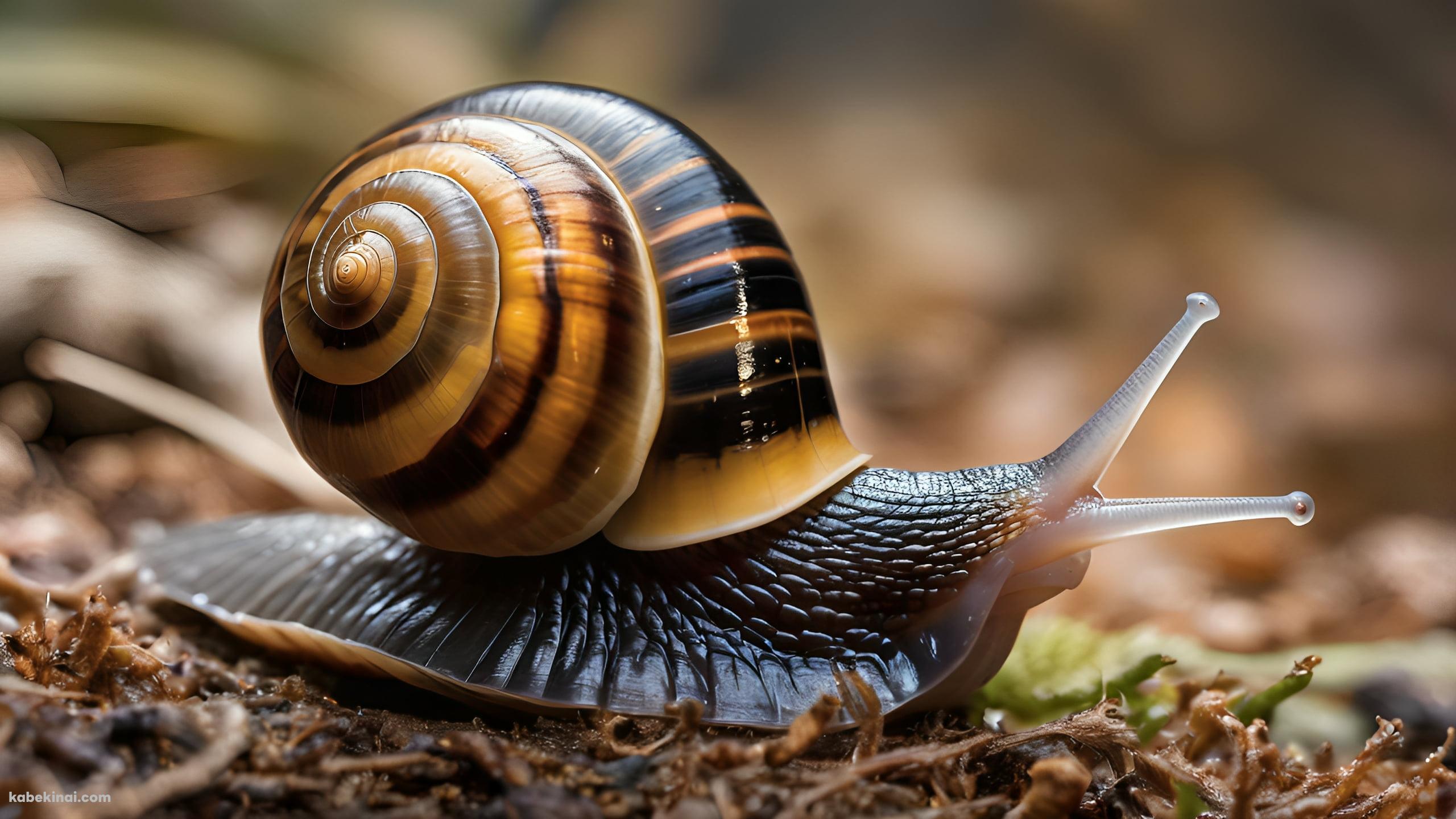 地面を這うカタツムリ / 接写の壁紙(2560px x 1440px) 高画質 パソコン用