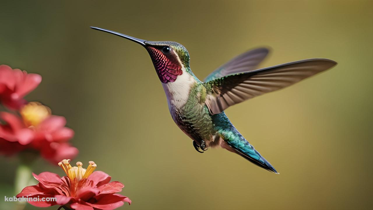 赤い花の蜜を吸うハチドリ / 綺麗の壁紙(1280px x 720px) 高画質 パソコン用