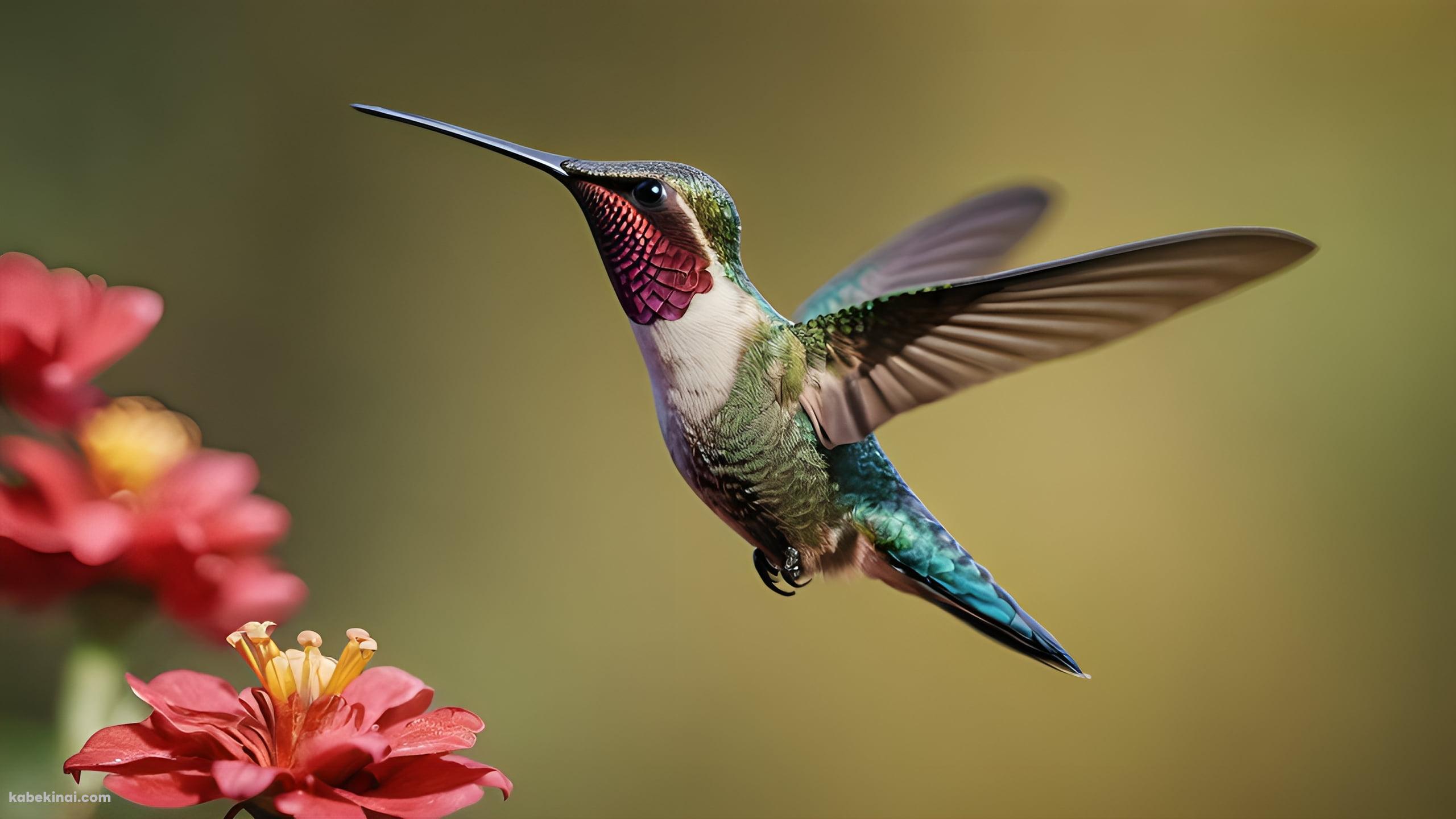 赤い花の蜜を吸うハチドリ / 綺麗の壁紙(2560px x 1440px) 高画質 パソコン用