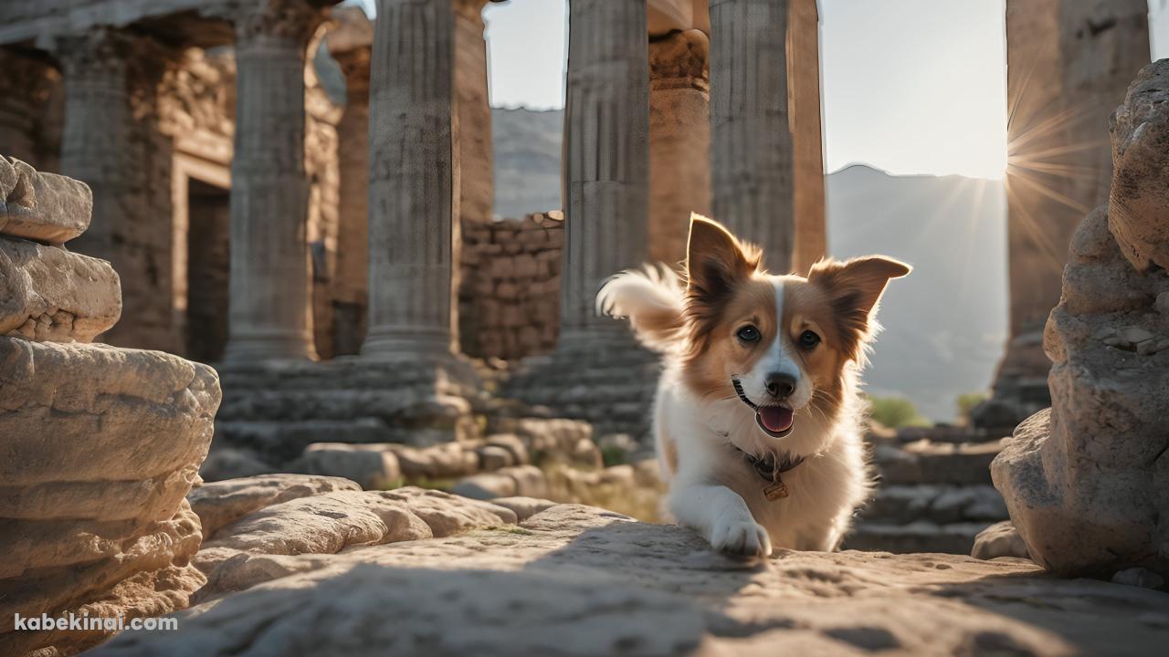 光り射す神殿の跡地と舌を出した可愛い犬の壁紙(1280px x 720px) 高画質 パソコン用