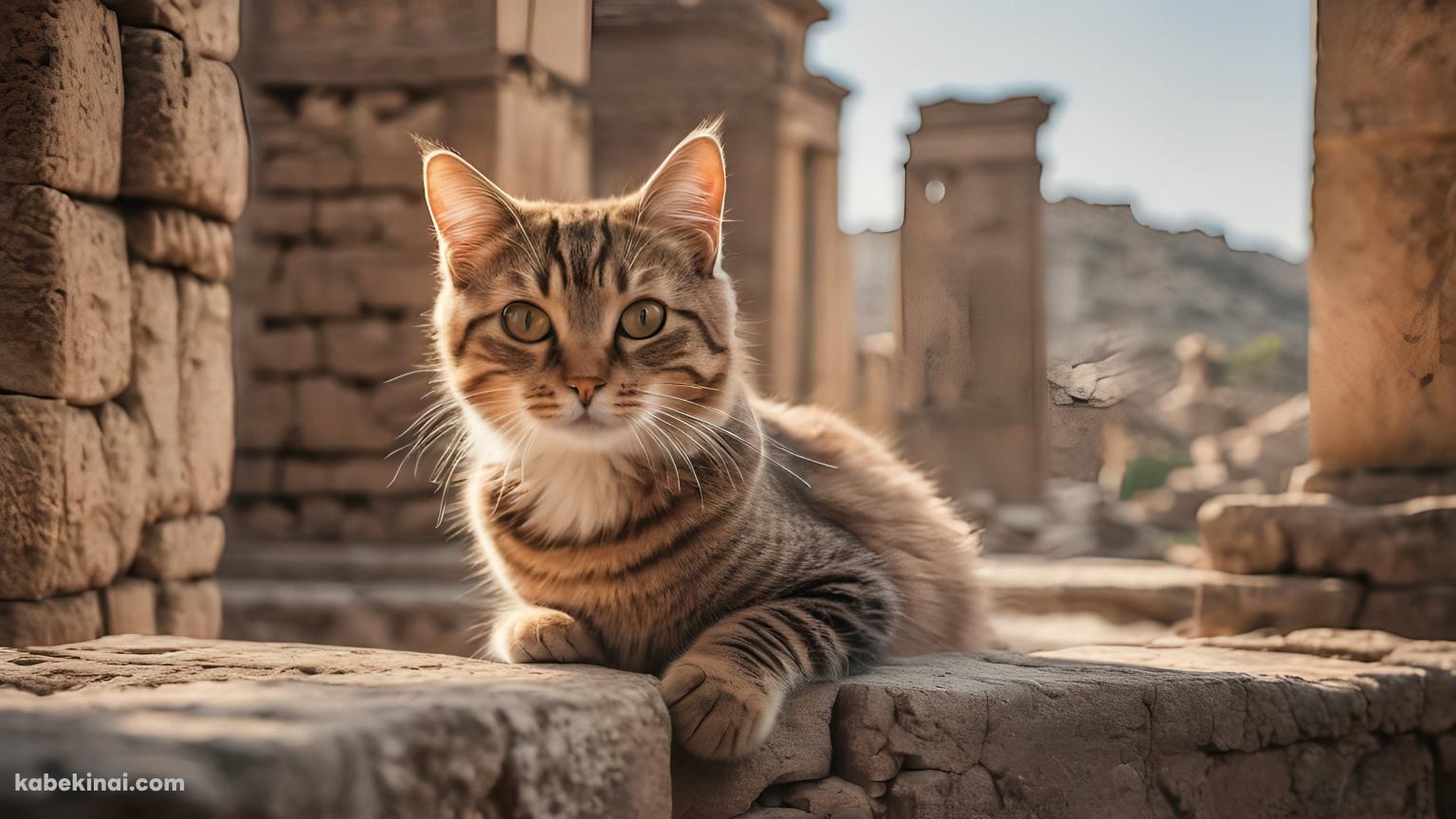 廃墟に生息する可愛い縞模様の猫の壁紙(1536px x 864px) 高画質 パソコン用