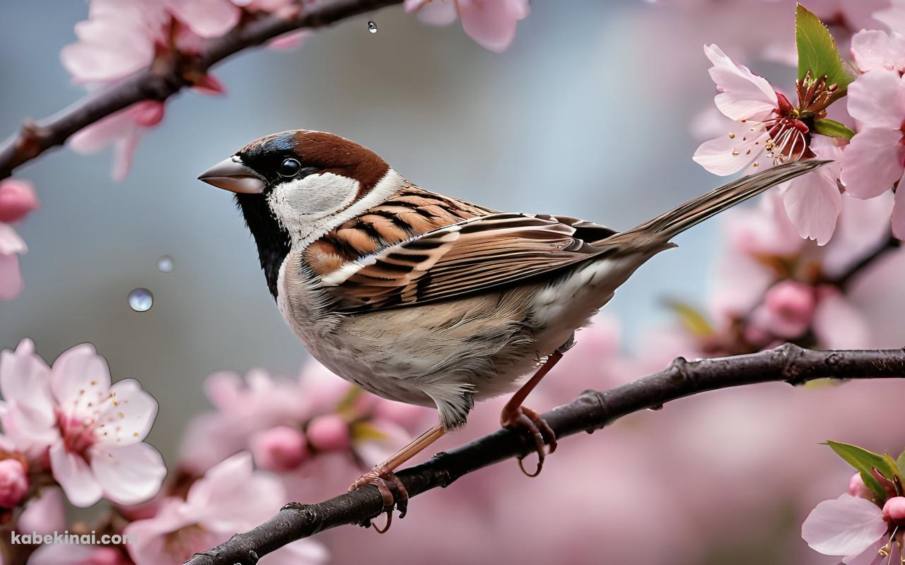 桜の花にとまる可愛い雀の壁紙(1280px x 800px) 高画質 パソコン用