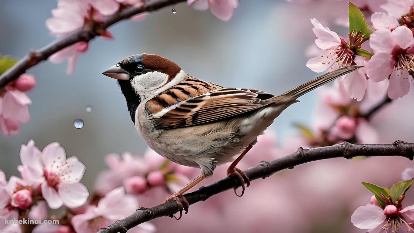 桜の花にとまる可愛い雀の壁紙(1366px x 768px) 高画質 パソコン用