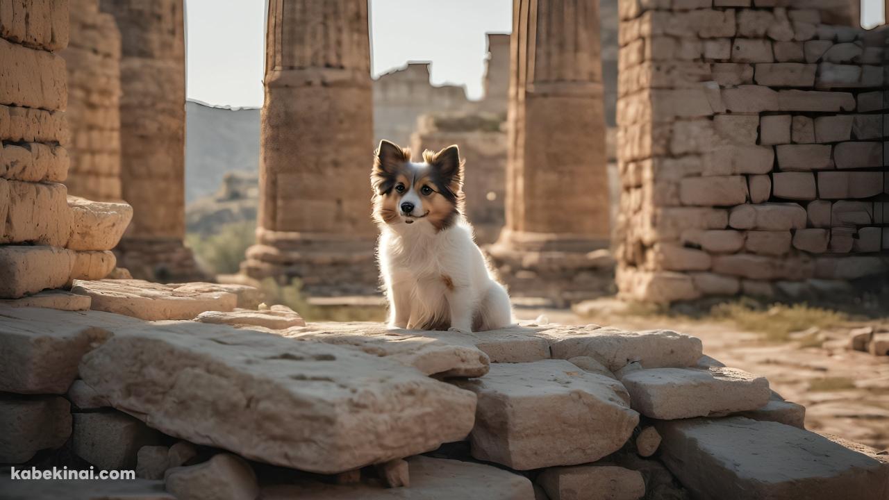 神殿跡地にお座りする可愛い犬の壁紙(1280px x 720px) 高画質 パソコン用