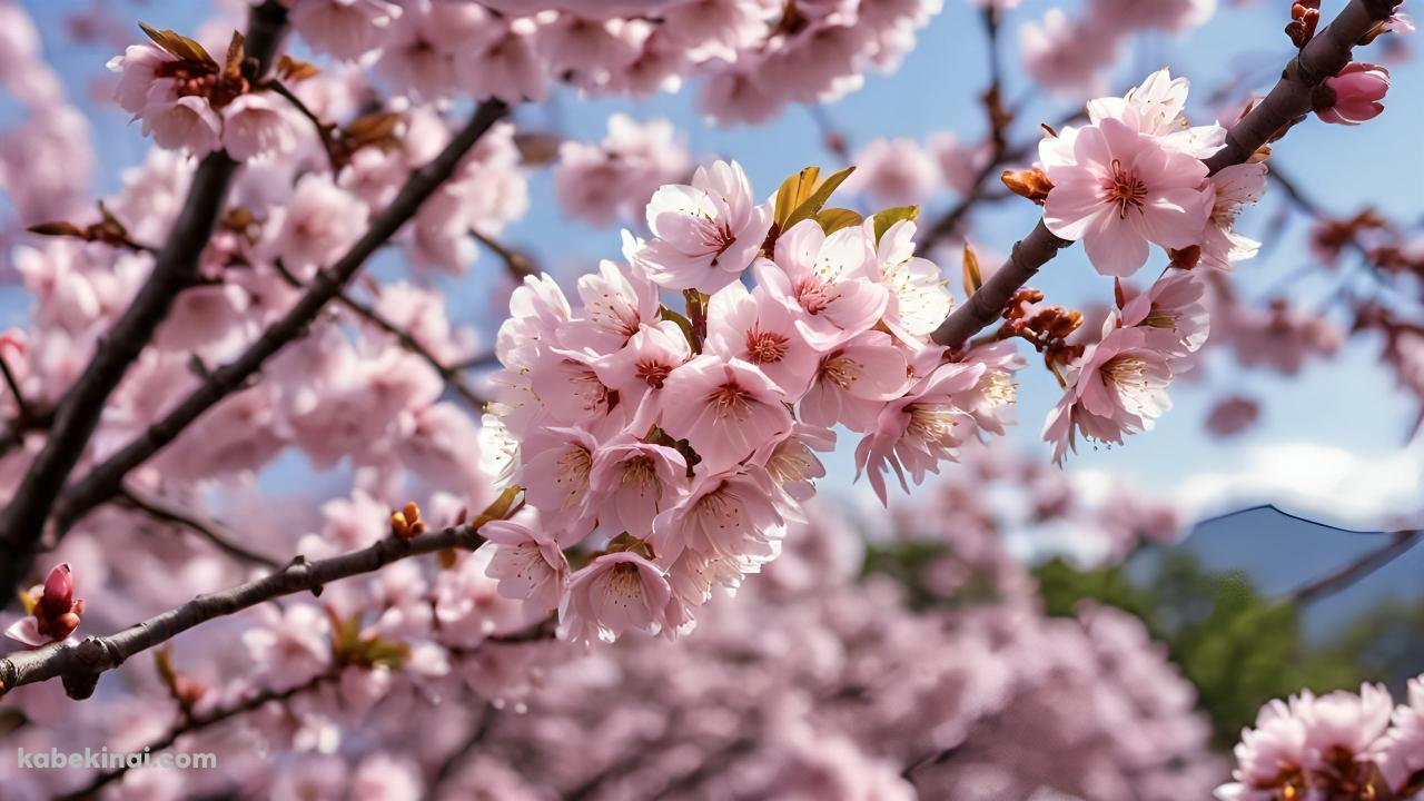 綺麗なピンクの桜と蕾 / 春 / 綺麗の壁紙(1280px x 720px) 高画質 パソコン用