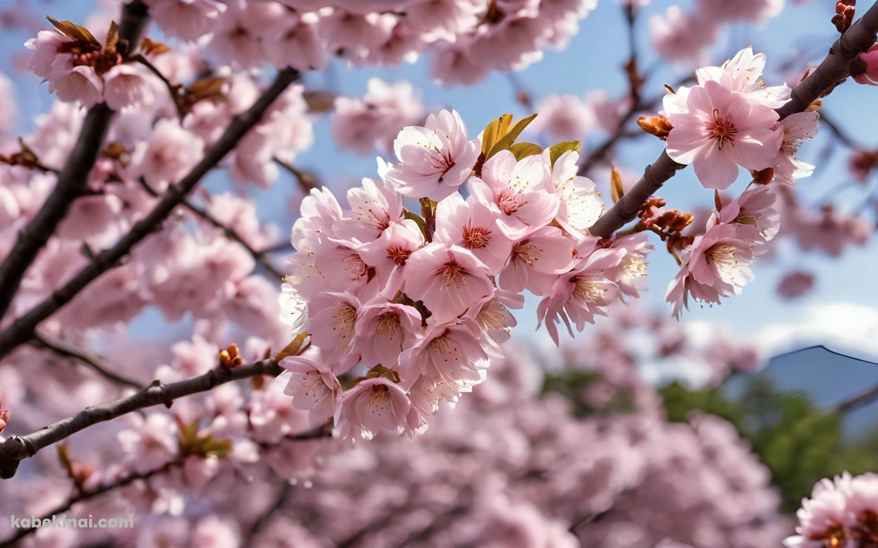 綺麗なピンクの桜と蕾 / 春 / 綺麗の壁紙(1280px x 800px) 高画質 パソコン用