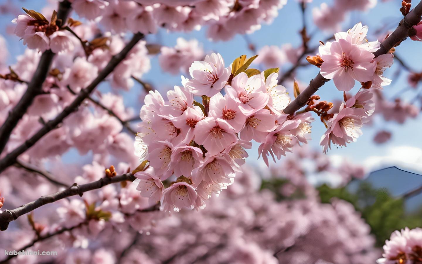 綺麗なピンクの桜と蕾 / 春 / 綺麗の壁紙(1440px x 900px) 高画質 パソコン用