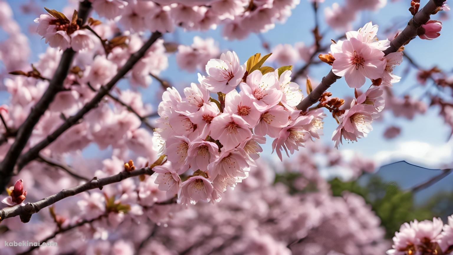 綺麗なピンクの桜と蕾 / 春 / 綺麗の壁紙(1536px x 864px) 高画質 パソコン用