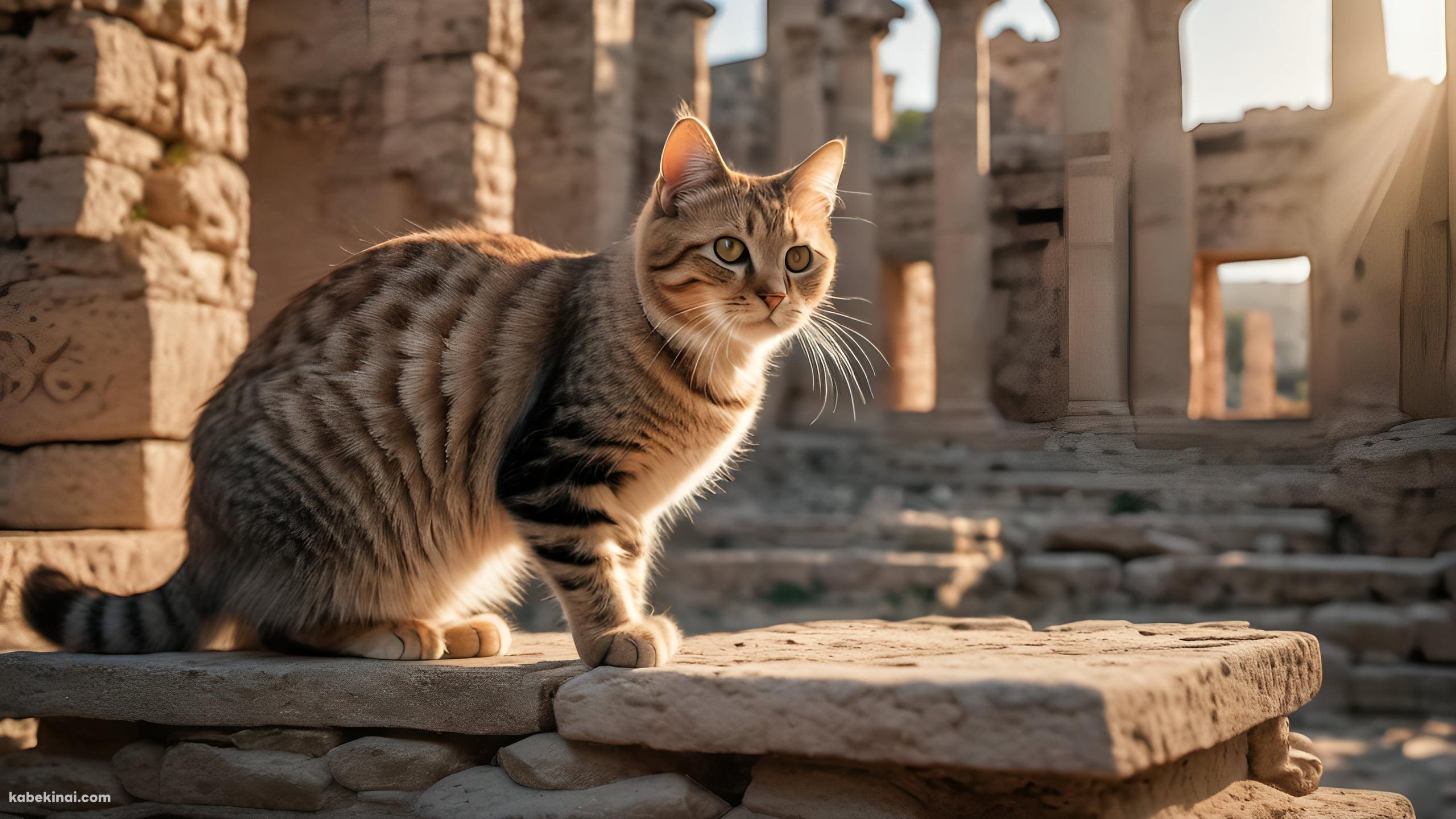 神殿跡地の壁面に座る茶色い猫の壁紙(2560px x 1440px) 高画質 パソコン用