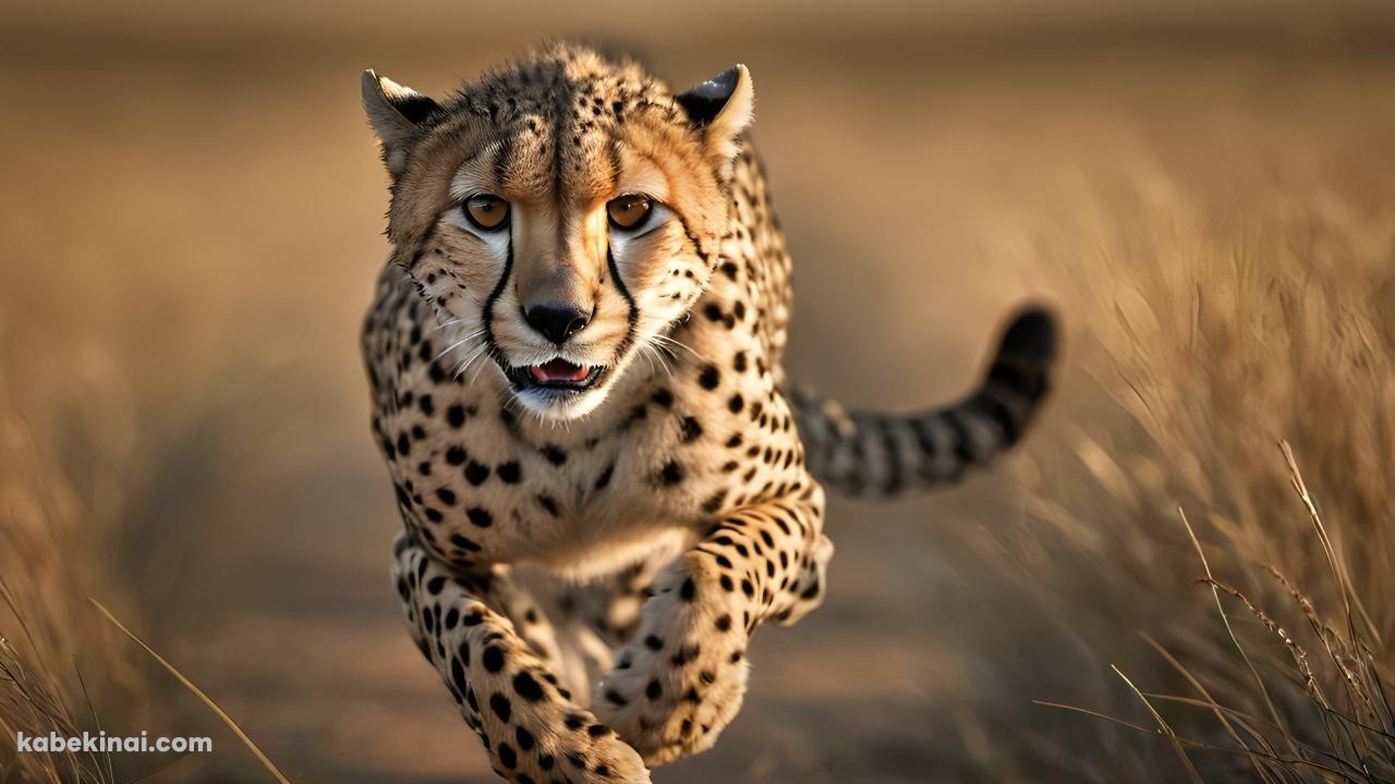 飛ぶように走るチーター / 地上最速の動物の壁紙(1280px x 720px) 高画質 パソコン用