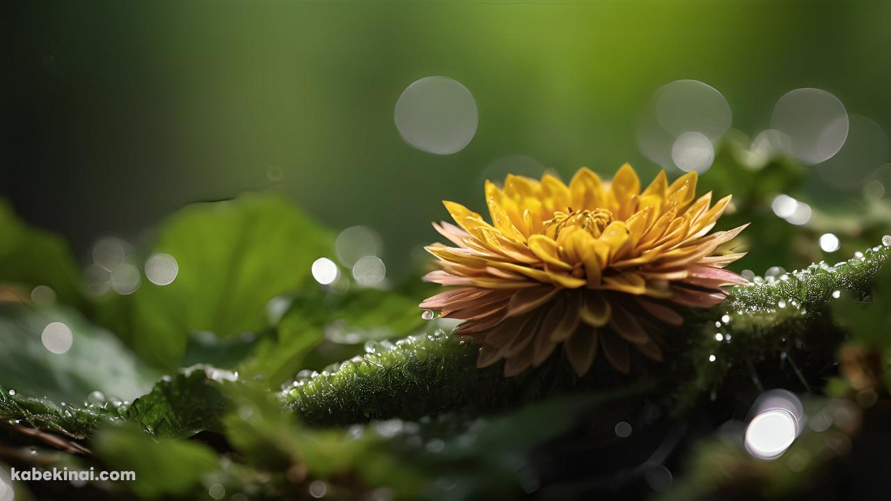 乱反射する光と苔むした枝と濃い黄色の花の壁紙(1280px x 720px) 高画質 パソコン用