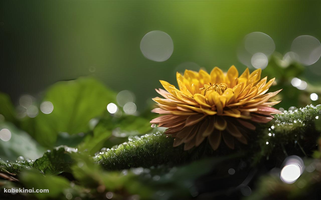 乱反射する光と苔むした枝と濃い黄色の花の壁紙(1280px x 800px) 高画質 パソコン用