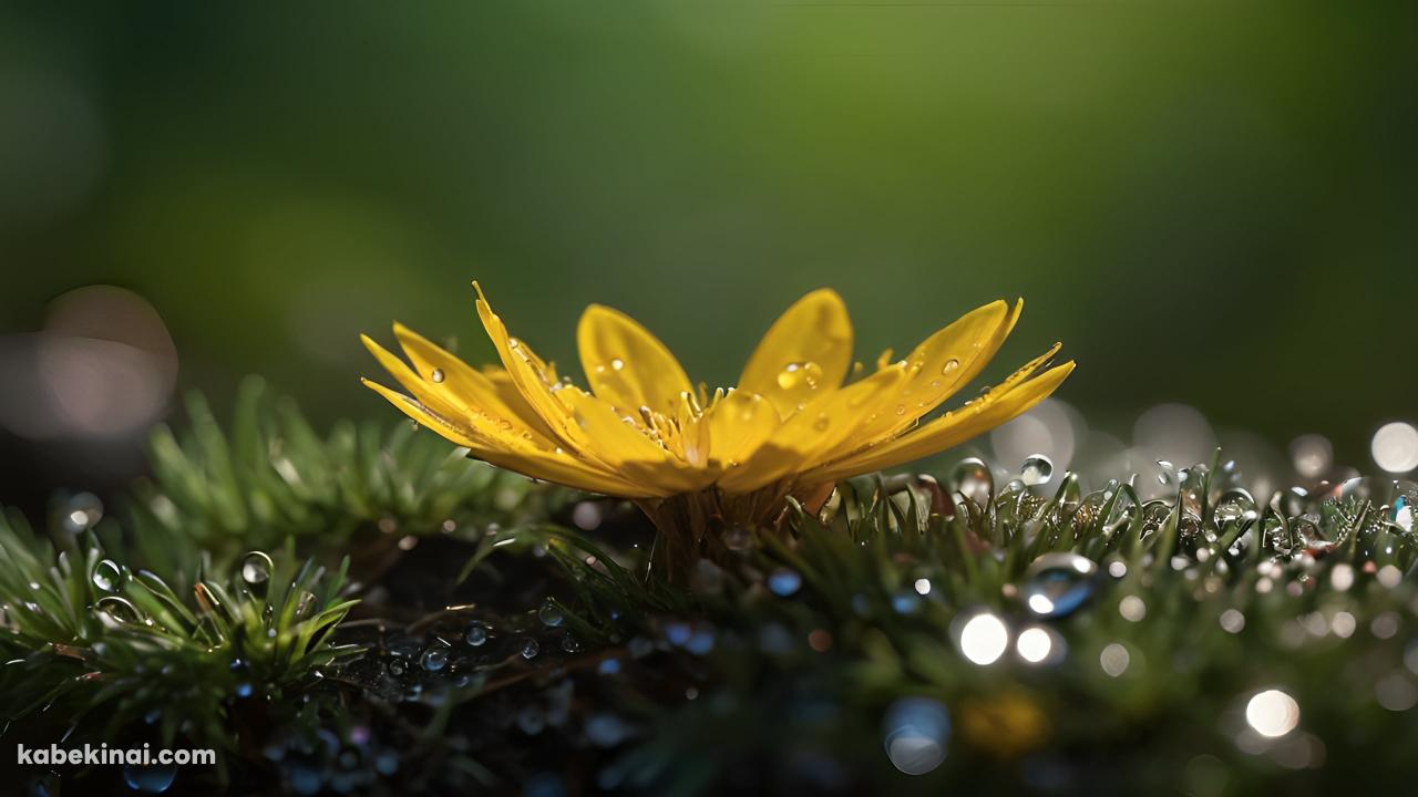 水滴がついた黄色い花と雑草 / クローズマップの壁紙(1280px x 720px) 高画質 パソコン用