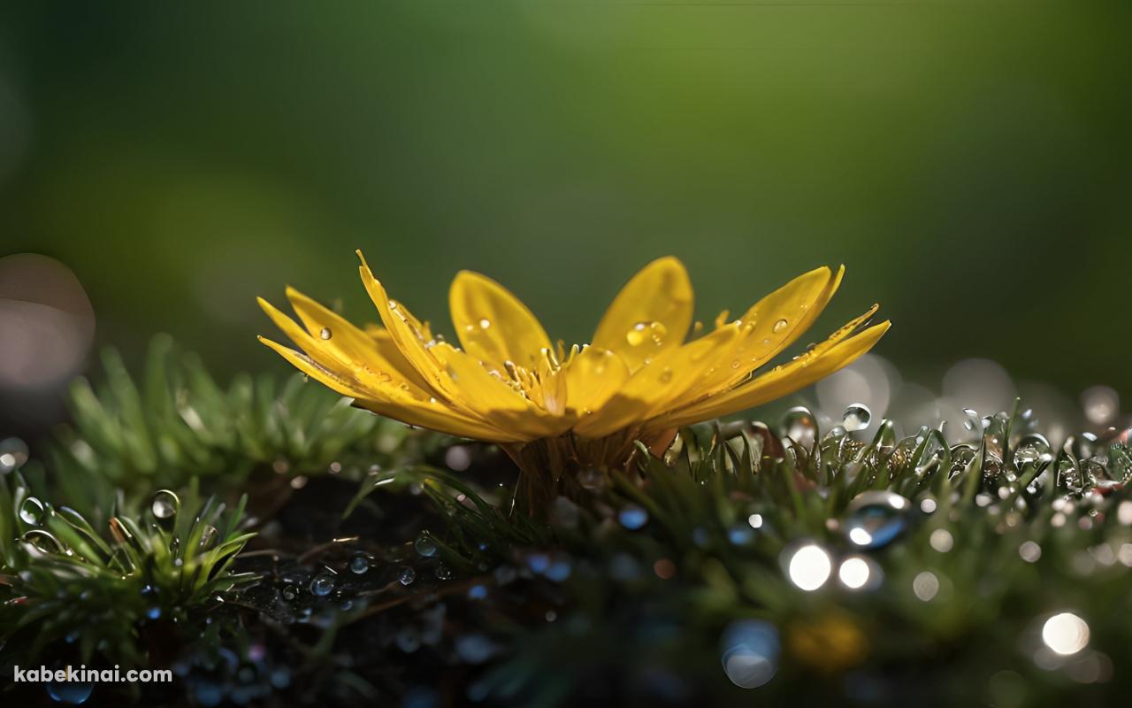 水滴がついた黄色い花と雑草 / クローズマップの壁紙(1280px x 800px) 高画質 パソコン用