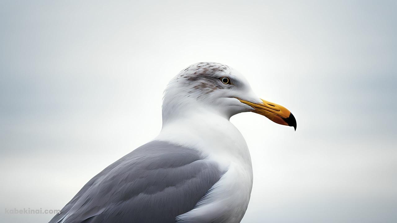 カモメの横顔の壁紙(1280px x 720px) 高画質 パソコン用