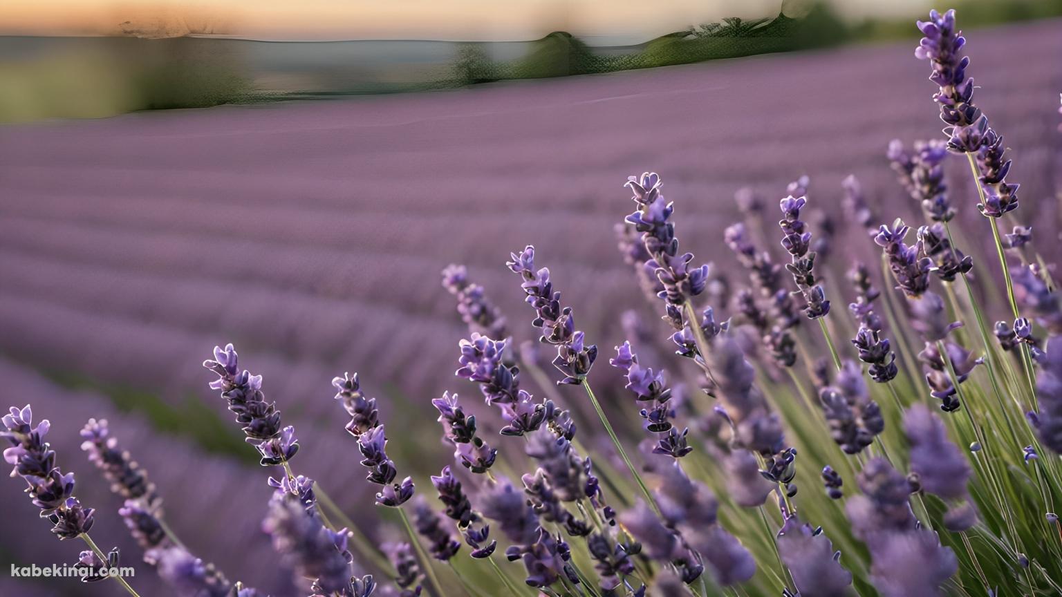 紫のラベンダーの花・花畑 / クローズアップの壁紙(1536px x 864px) 高画質 パソコン用