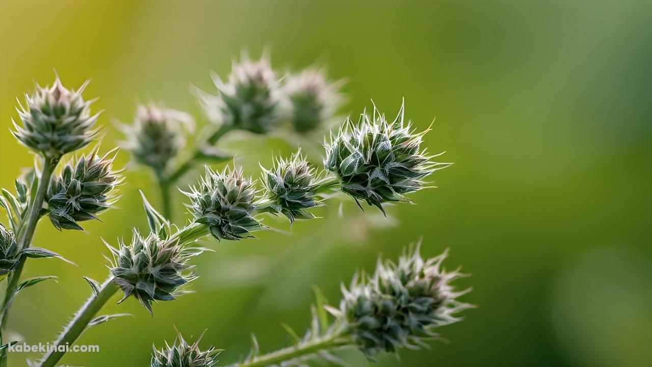 緑の草の芽 / クローズアップの壁紙(1280px x 720px) 高画質 パソコン用