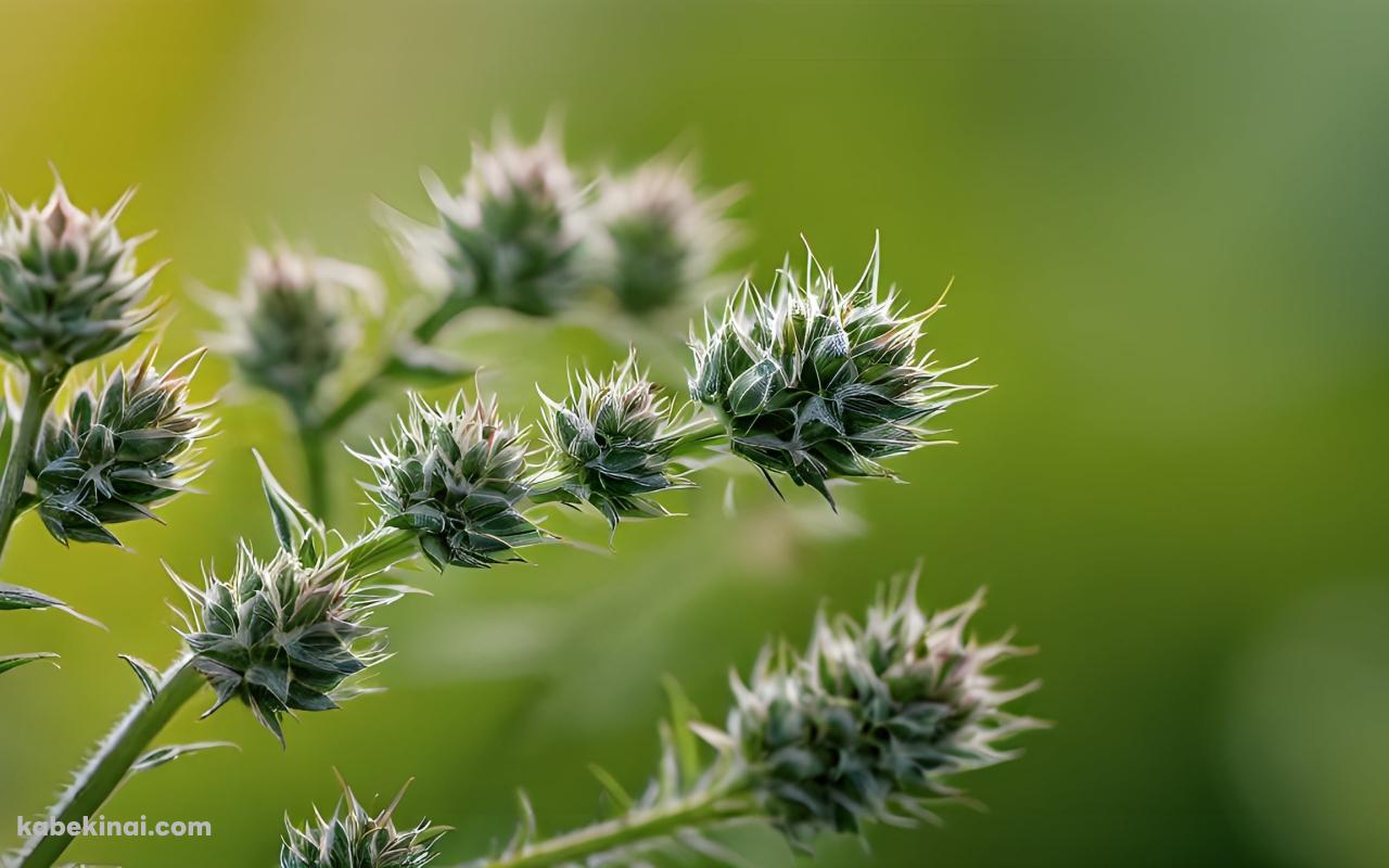 緑の草の芽 / クローズアップの壁紙(1280px x 800px) 高画質 パソコン用