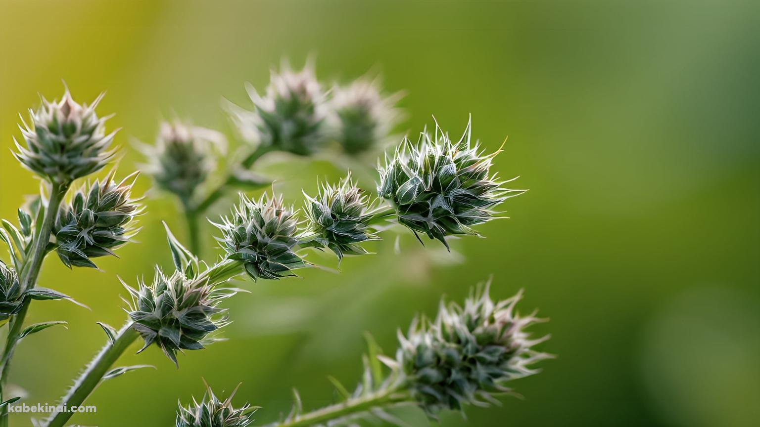 緑の草の芽 / クローズアップの壁紙(1536px x 864px) 高画質 パソコン用