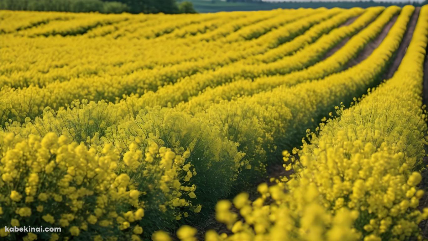 黄色い菜の花畑の壁紙(1366px x 768px) 高画質 パソコン用