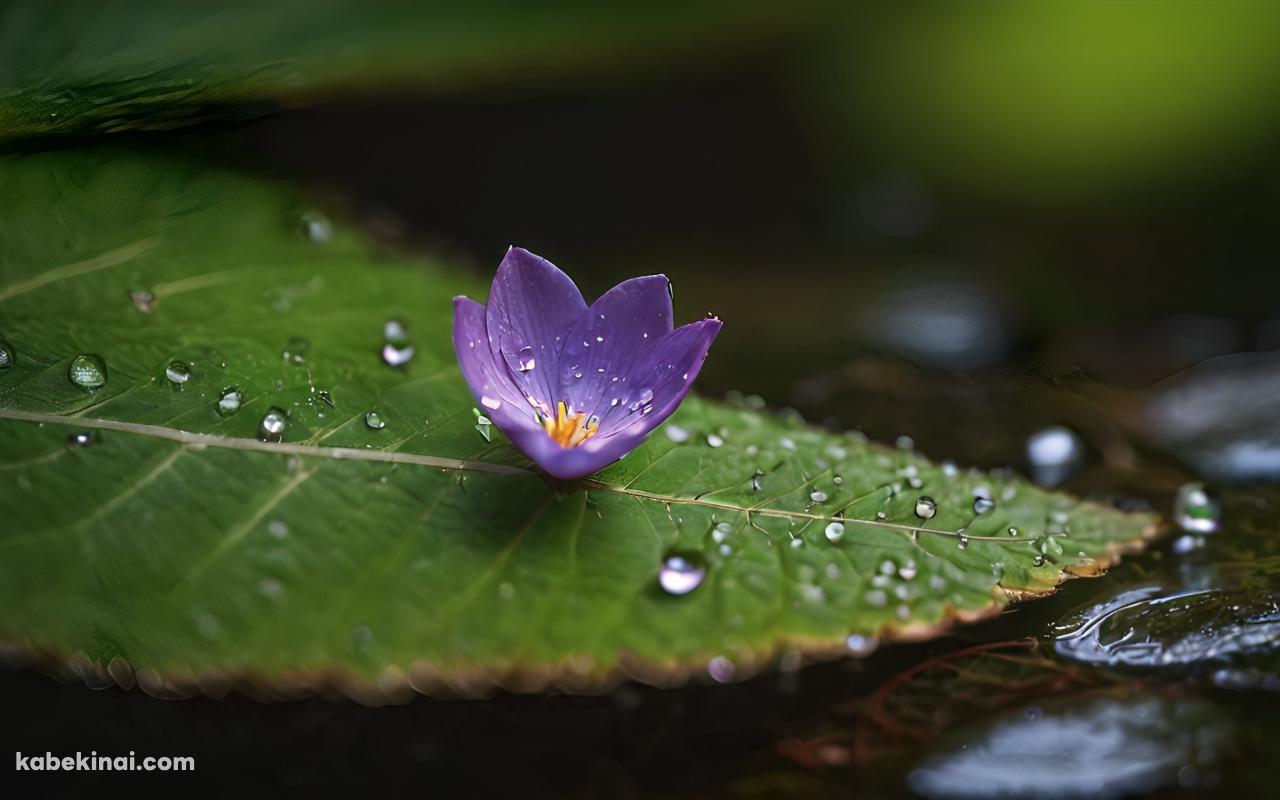 水滴のついた緑の葉と紫の花の壁紙(1280px x 800px) 高画質 パソコン用