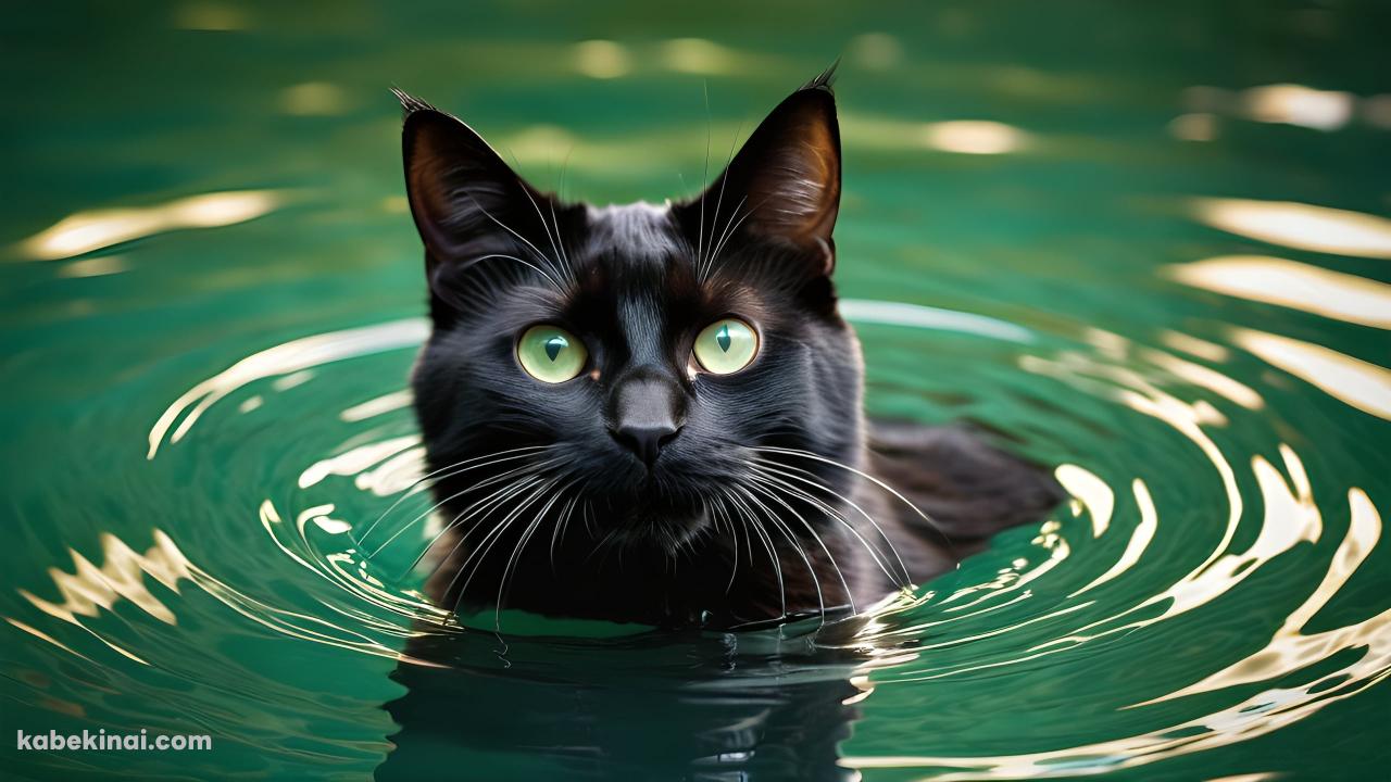 水の中でこちらを見つめる黒猫の壁紙(1280px x 720px) 高画質 パソコン用