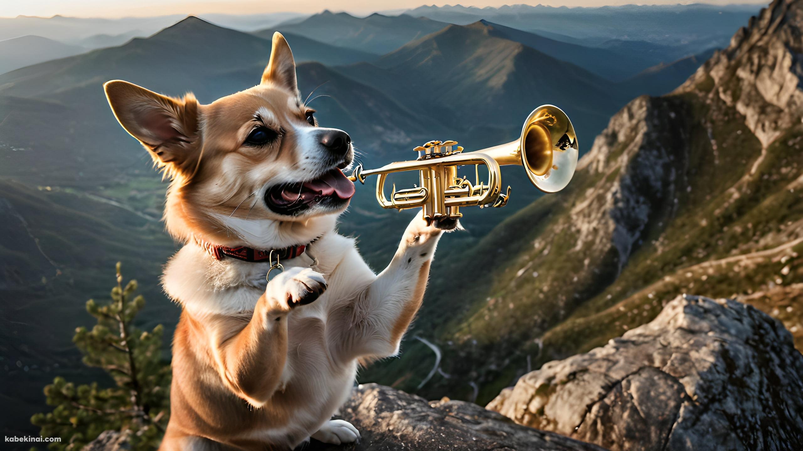 山頂で管楽器を吹く犬の壁紙(2560px x 1440px) 高画質 パソコン用