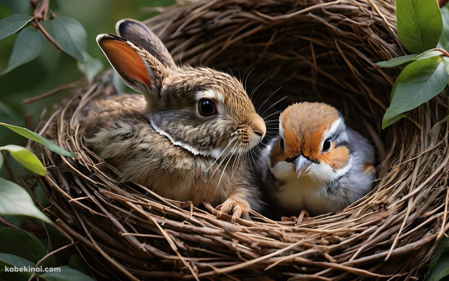 鳥の巣に入った兎と鳥の壁紙(1440px x 900px) 高画質 パソコン用