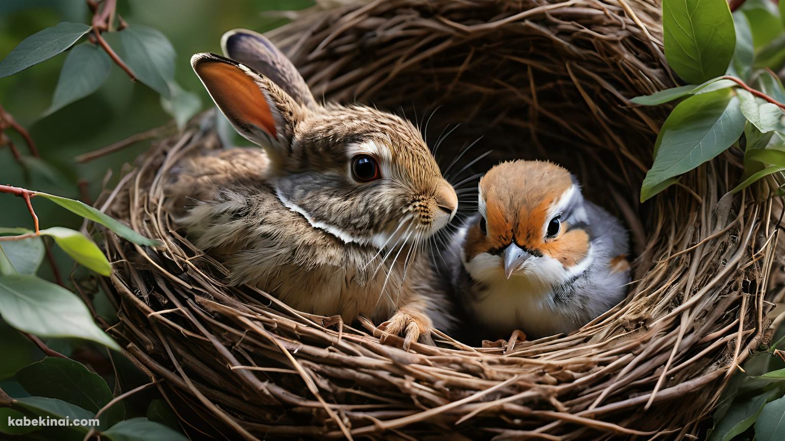 鳥の巣に入った兎と鳥の壁紙(1536px x 864px) 高画質 パソコン用