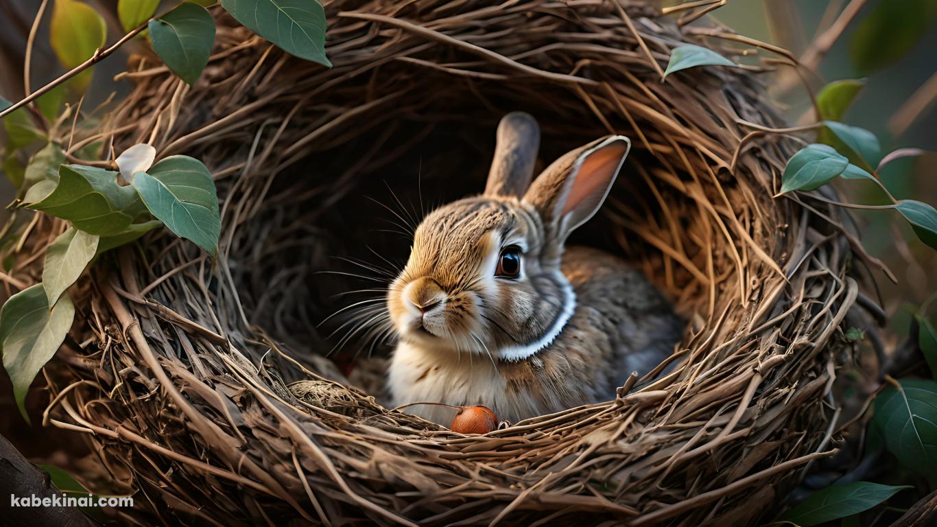 鳥の巣に入った茶色い兎 / 可愛いの壁紙(1366px x 768px) 高画質 パソコン用