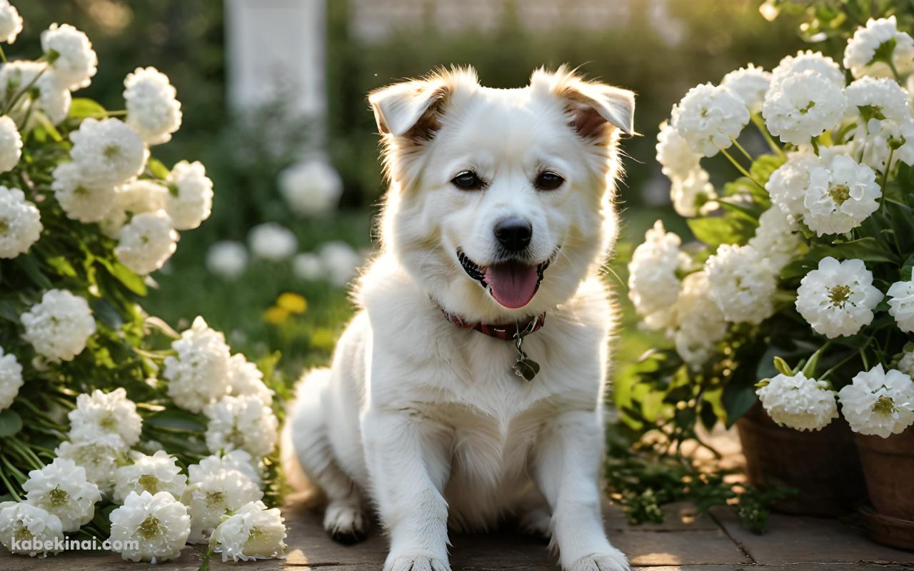 白い花と舌を出した白い犬 / 可愛い / 首輪の壁紙(1280px x 800px) 高画質 パソコン用