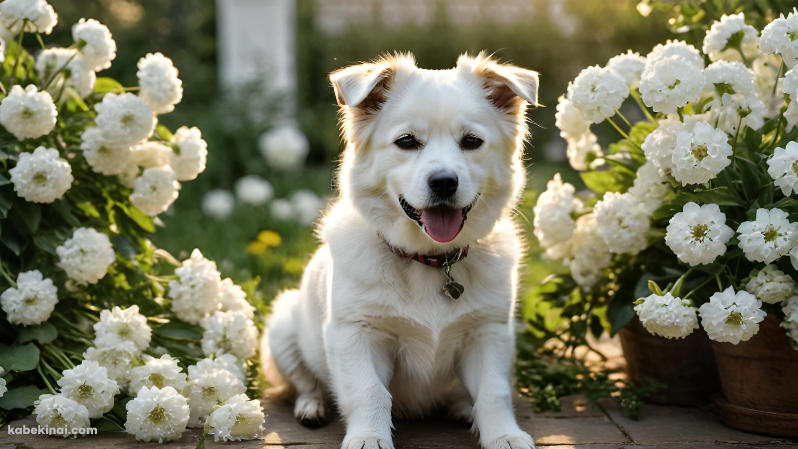 白い花と舌を出した白い犬 / 可愛い / 首輪の壁紙(1600px x 900px) 高画質 パソコン用