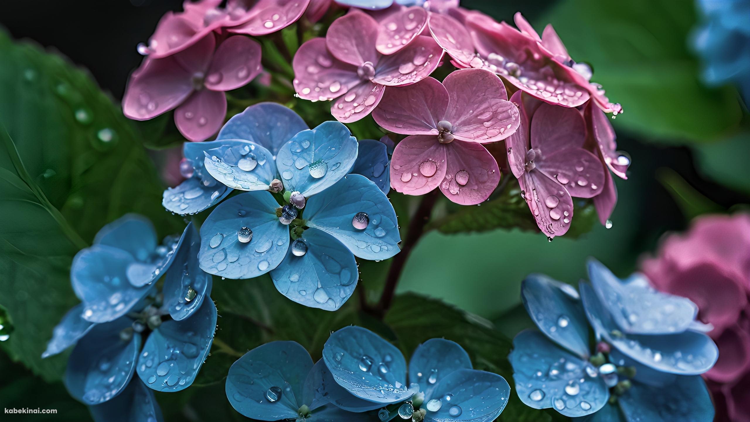 水滴のついた紫・水色の紫陽花の壁紙(2560px x 1440px) 高画質 パソコン用