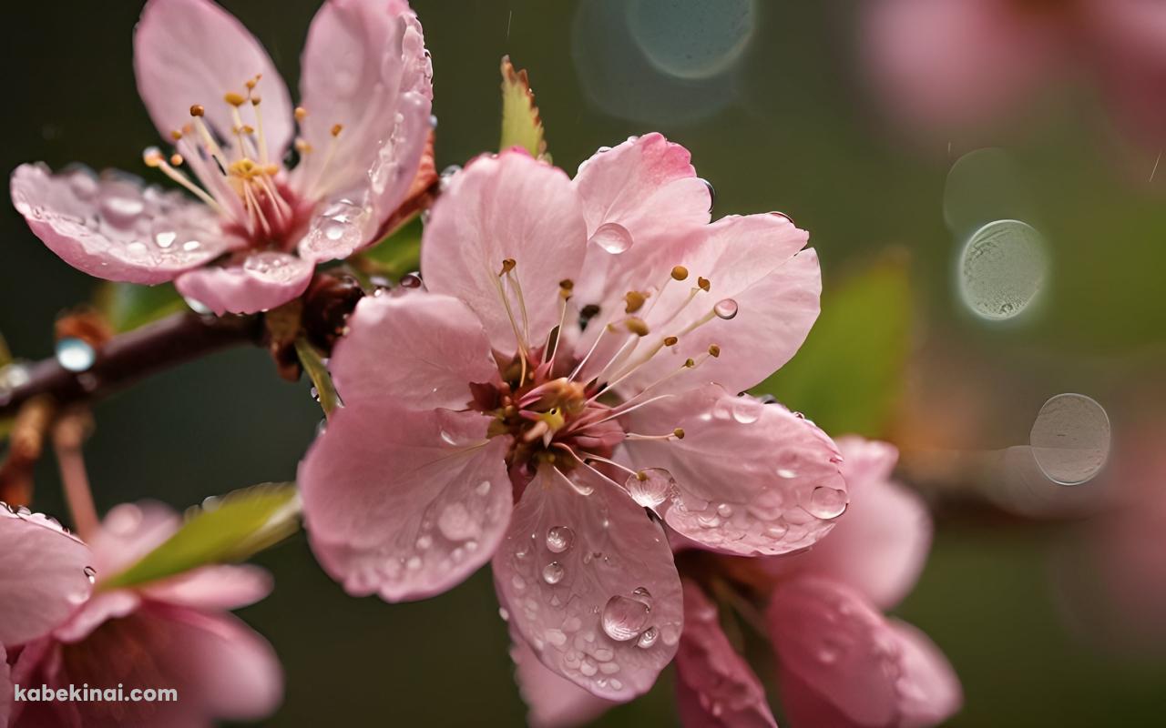 水滴のついたピンクの桜の花 / ブラーの壁紙(1280px x 800px) 高画質 パソコン用