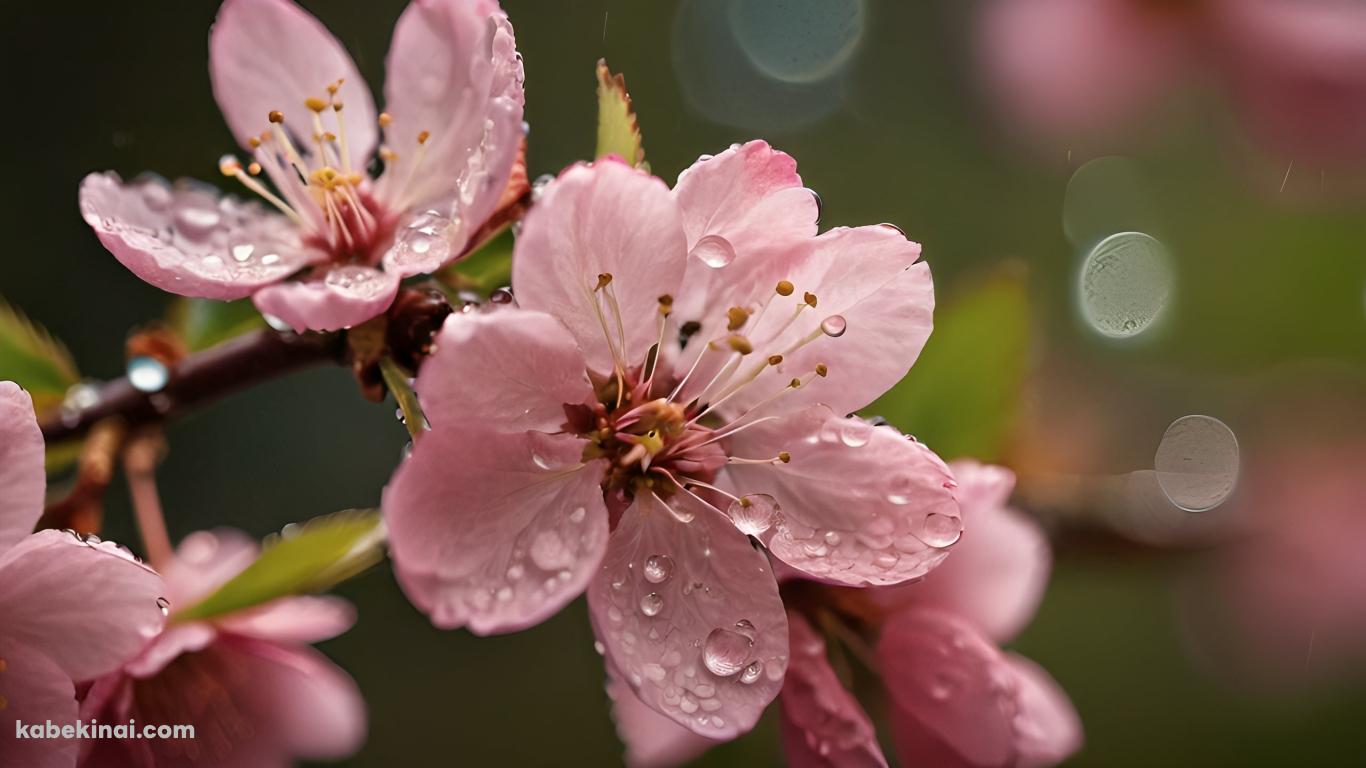 水滴のついたピンクの桜の花 / ブラーの壁紙(1366px x 768px) 高画質 パソコン用